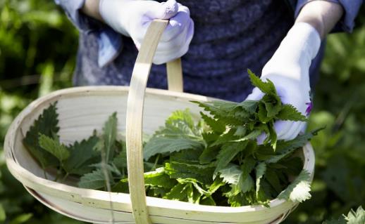野菜純天然有營養，你知道怎么吃嗎