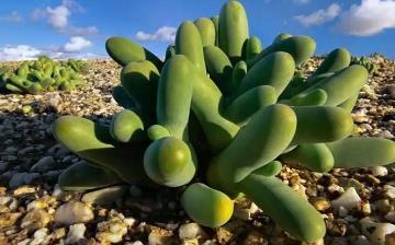 【植物】植物百科_植物百科圖片及名稱_植物百科知識大全_植物百科全書