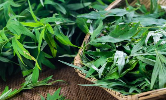 看艾葉灰的神奇功效 正確使用有消炎、殺菌的作用