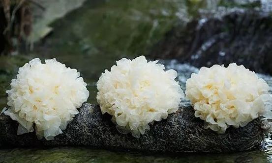銀耳防止鈣流失促進(jìn)生長發(fā)育 銀耳羹的做法