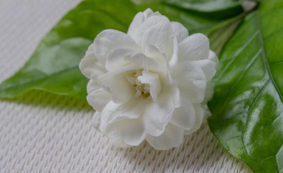 茉莉花能改善生活中的身體不適 關(guān)于茉莉花的藥用功效