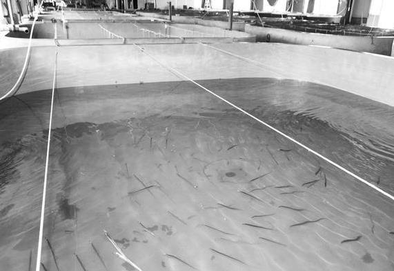 為什么帶魚不能人工養(yǎng)殖？帶魚是深海魚嗎？有什么營(yíng)養(yǎng)價(jià)值